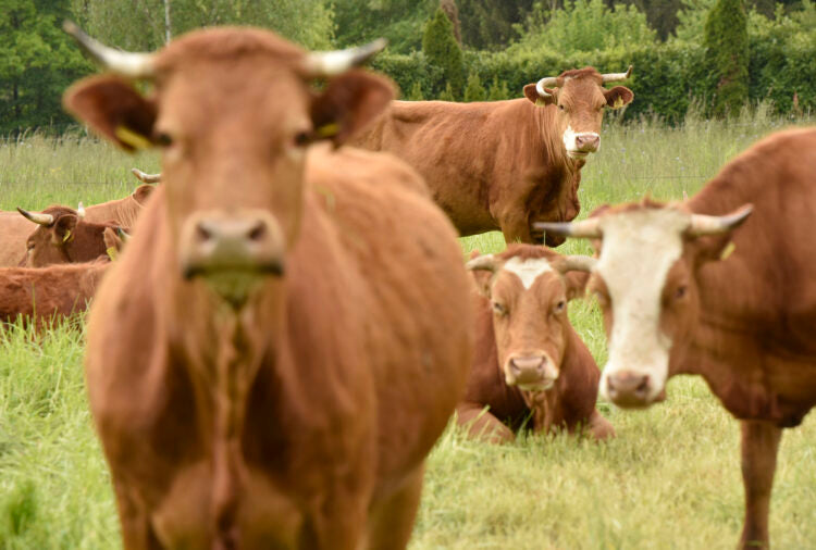 Neem Ulje za Krave: Prirodna Zaštita i Njega