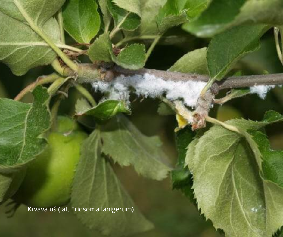 Krvava uš (lat. Eriosoma lanigerum)