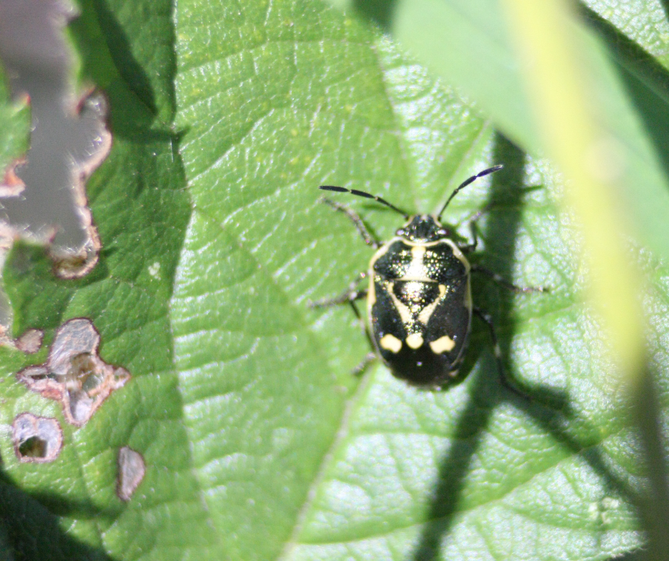 Kupusna stjenica (Eurydema spp)