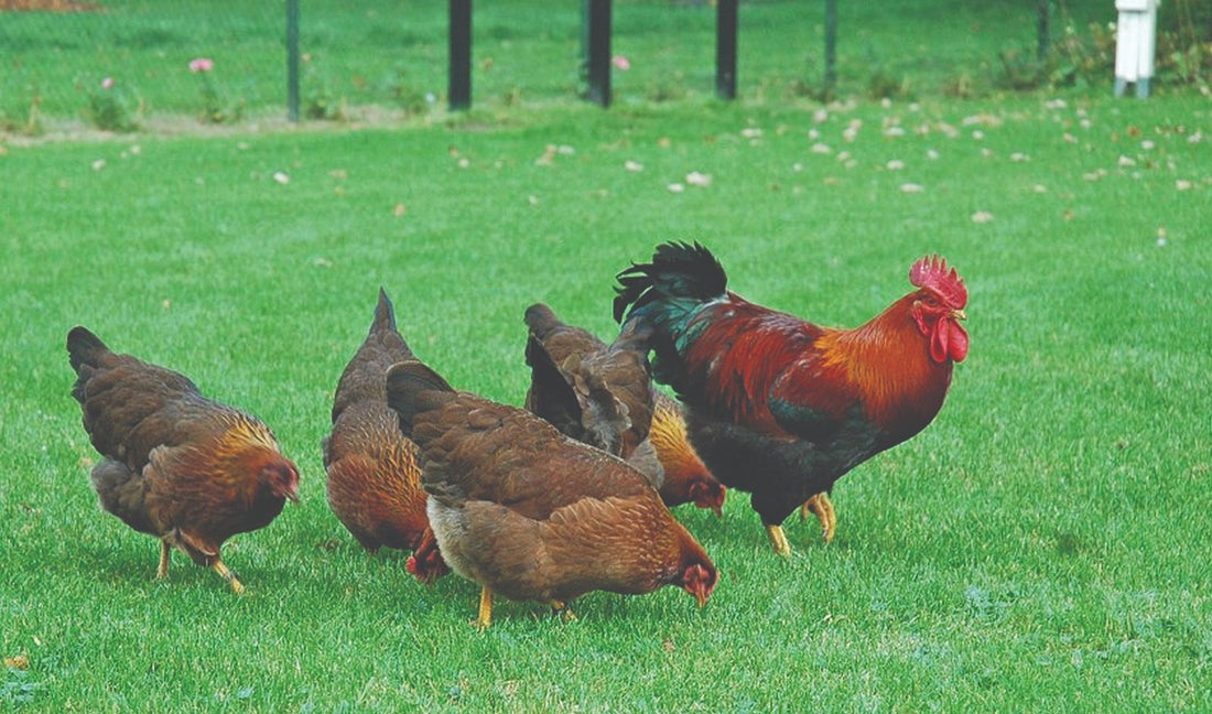 Neem Ulje za Perad: Prirodna Zaštita i Njega